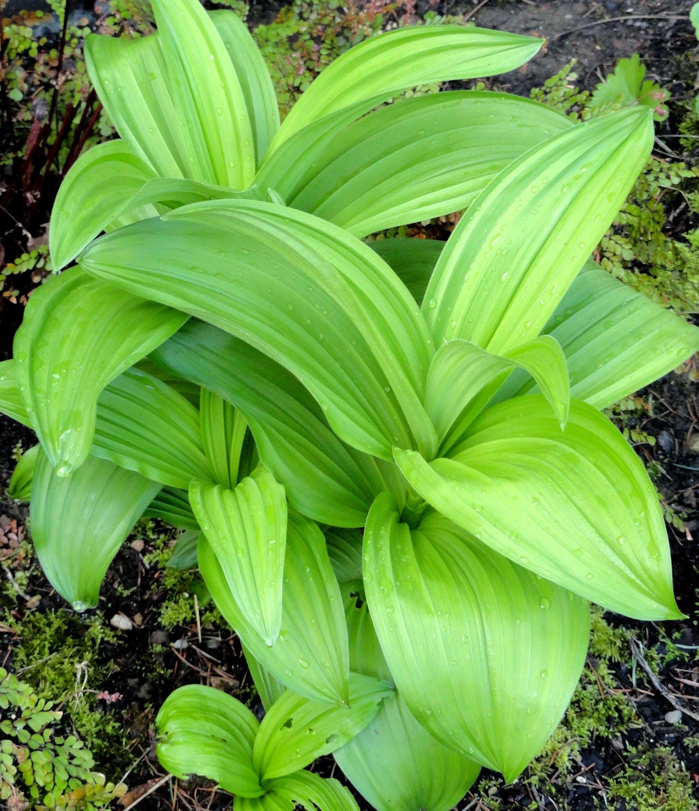 danger garden: Veratrum californicum is my favorite plant in the garden ...